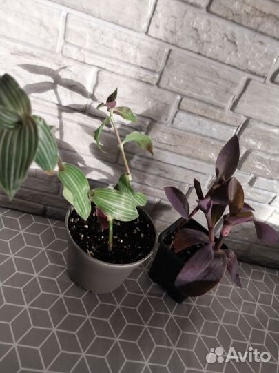 Традесканция 2 вида