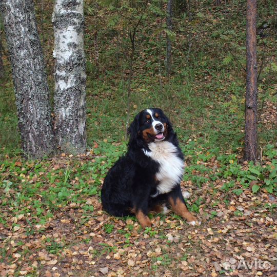Передержка собаки кошки перевозка