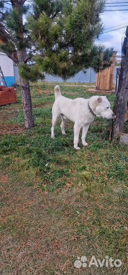 Вязка Алабай