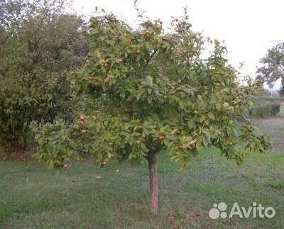 Мушмула германская