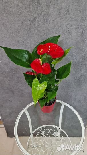 Антуриумы и спатифиллумы