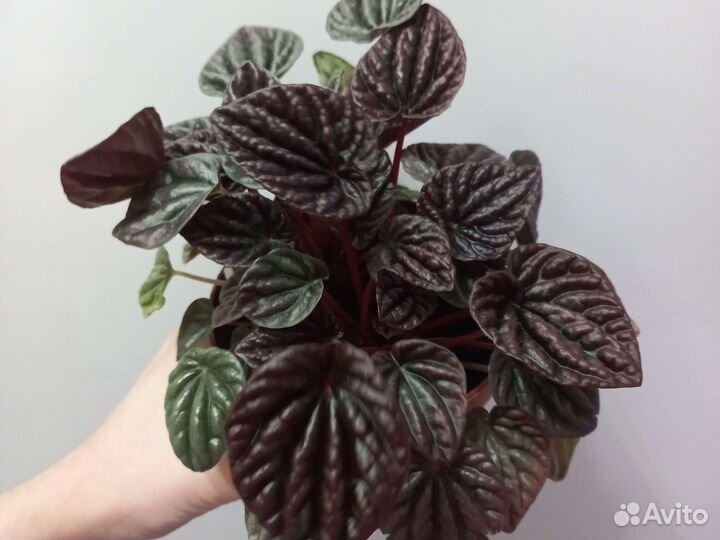 Пеперомия ред луна