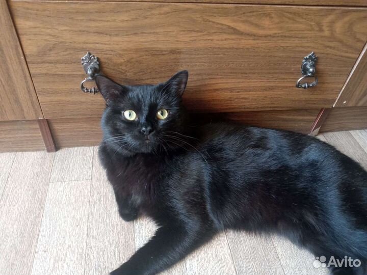 Котик на вязку