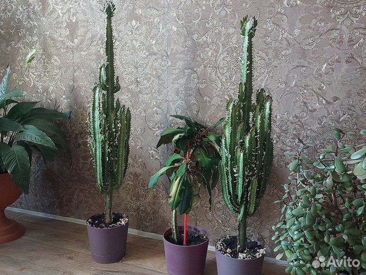 Сансевиерия