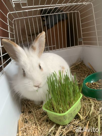 Декоративные кролики