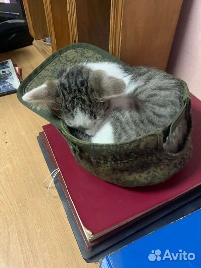 Котенок Тимофей Викторович