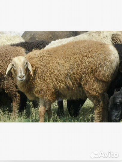 Бараны и овцы мясо живой вес