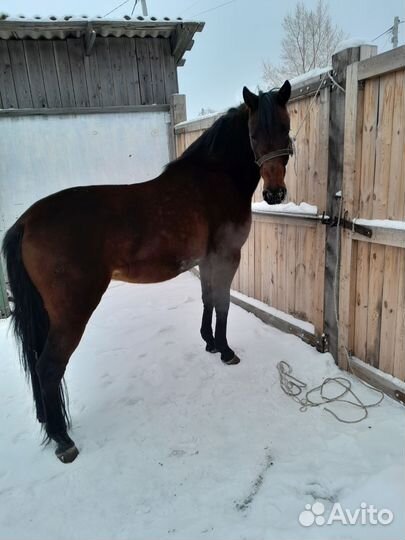 Лошадь 4 года