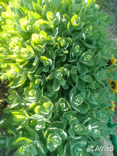 Садовые цветы