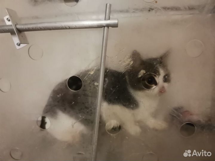 Ловец кошек