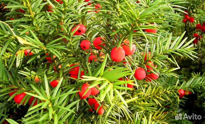 Хвойные, декоративные