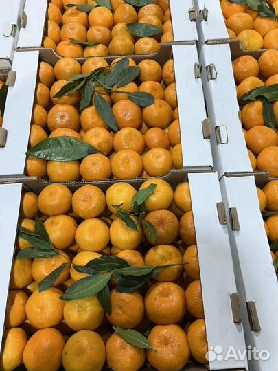 Абхазкие мандарины оригинал