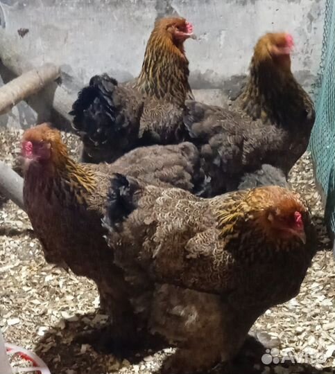 Куры брама и кохинхин