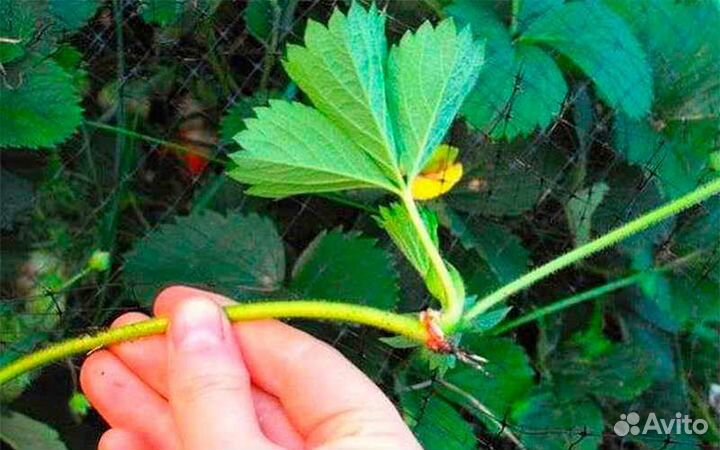 Рассада клубники Клери, Альба