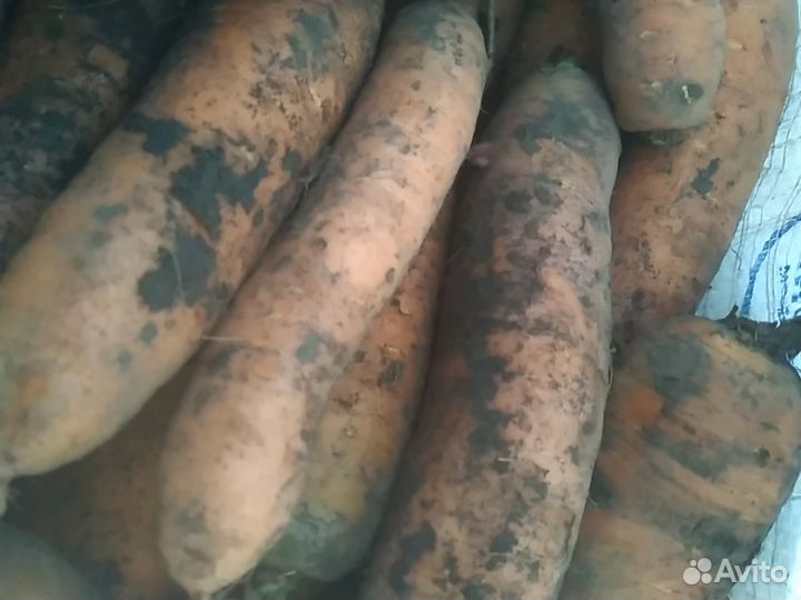 Марковка и свекла