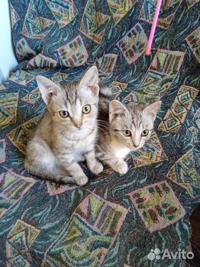 Отдам котенка в добрые руки