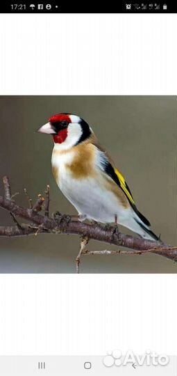Чижи щеглы певчие птицы