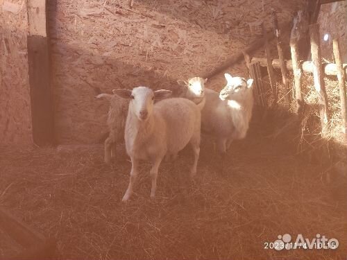 Бараны,козы