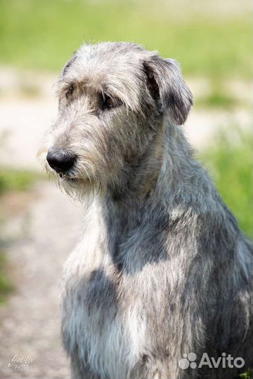 Щенки Ирландского Волкодава