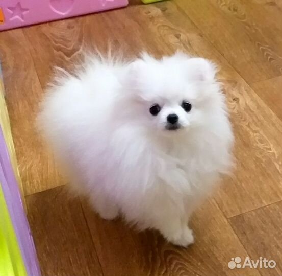 Померанский шпиц