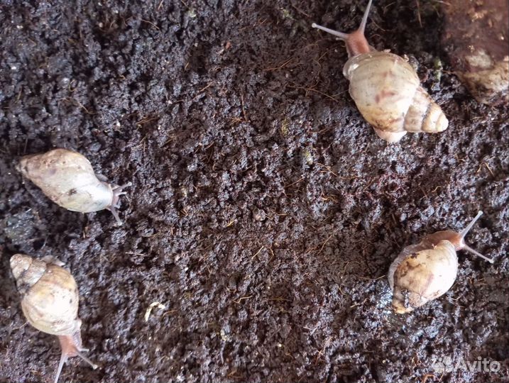 Улитки ахатины