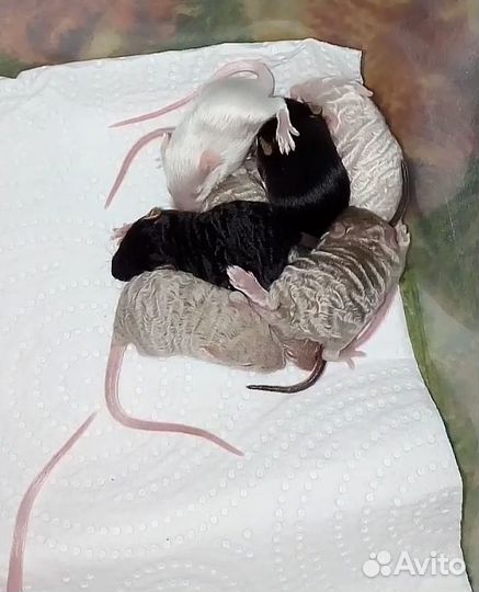 Милые мышки