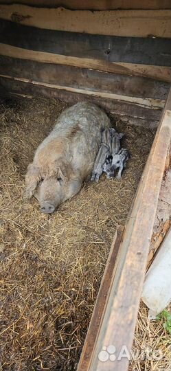 Поросята венгерской мангалицы