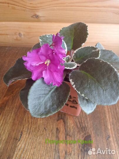 Фиалки сортовые