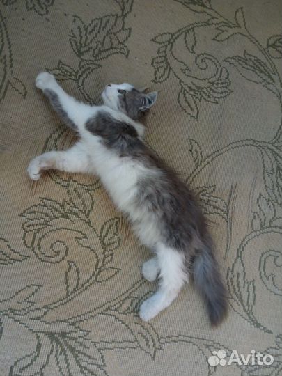 Котенок ищет хозяина