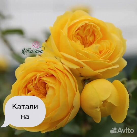 Саженцы роз