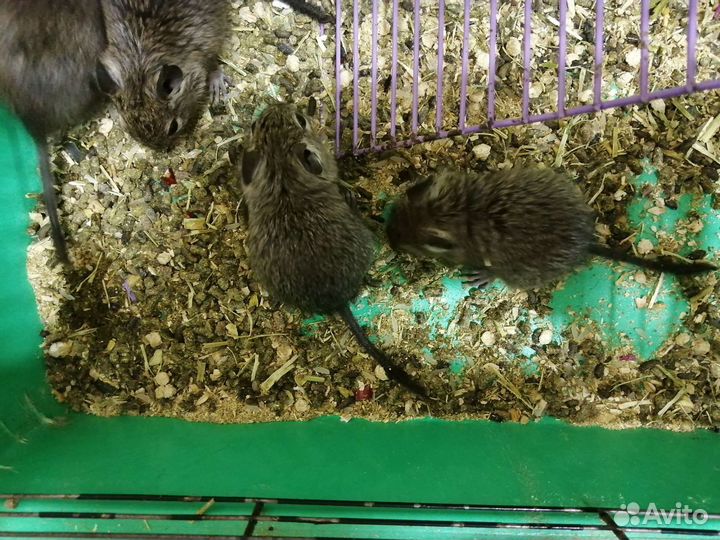 Бельчата дегу с взрослым самцом