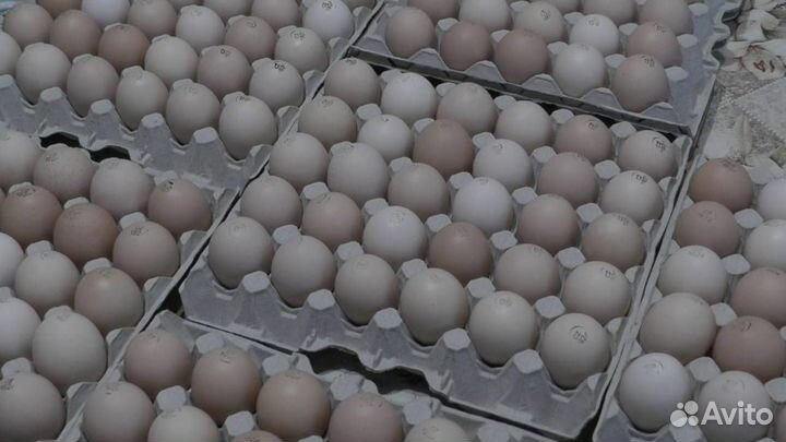 Инкубационное яйцо бройлера и другой птицы