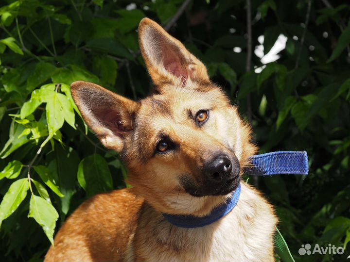 Собака Фокси