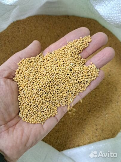 Семена горчицы