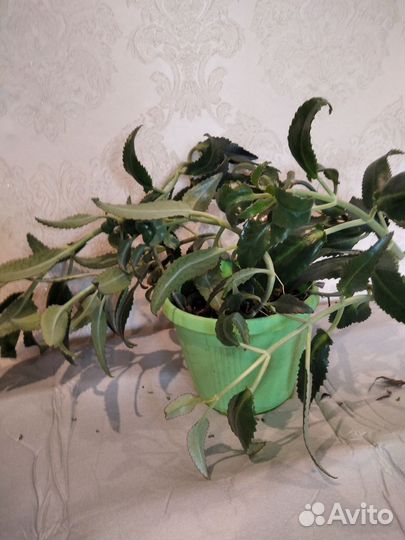 Комнатные цветы