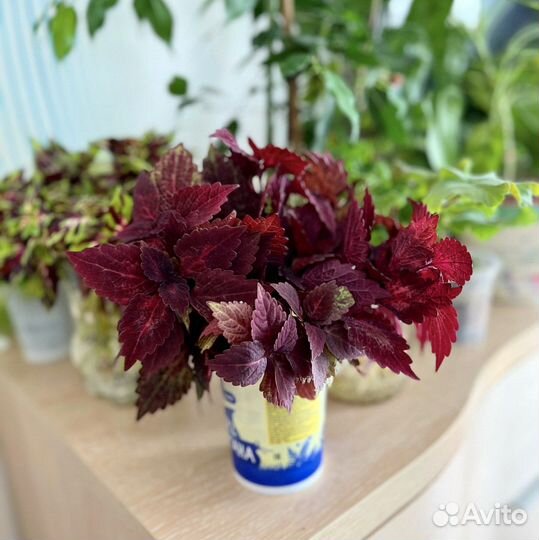 Колеусы сортовые