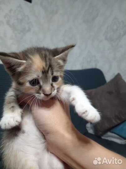 Кошки в добрые руки бесплатно