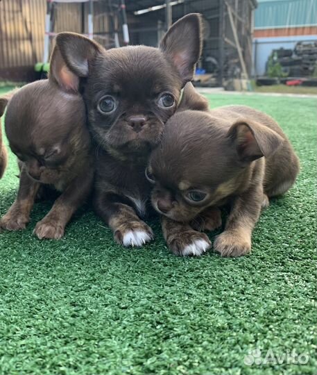 Щенки чихуахуа