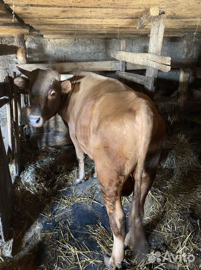 Бычок и телочка