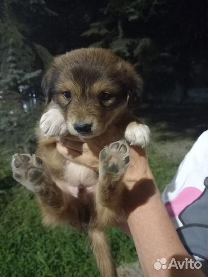 Щенок от небольшой собачки