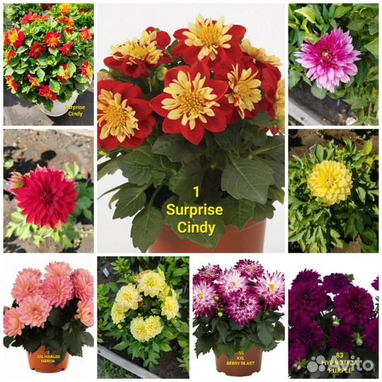 Цветы для дачи и дома