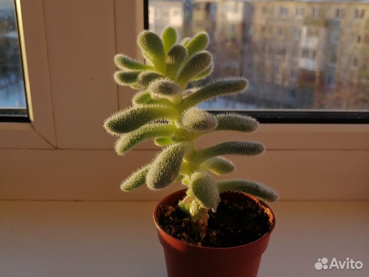 Седум хинтона