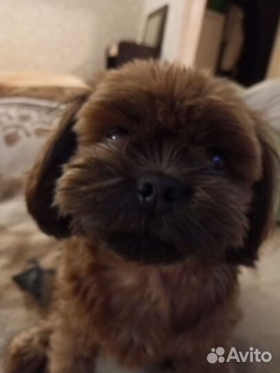 Вязка собак ши-тцу