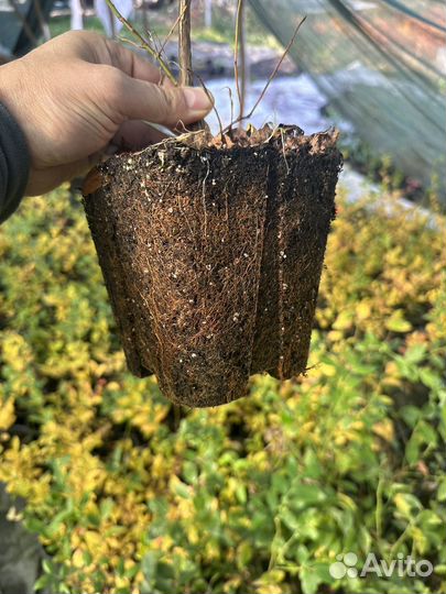 Саженцы голубики