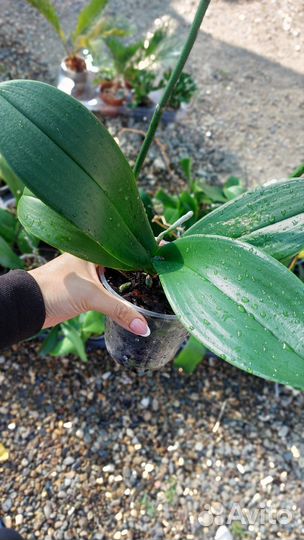 Орхидея фаленопсис отцвевшие