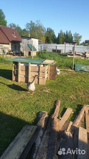 Гусь и гусыня