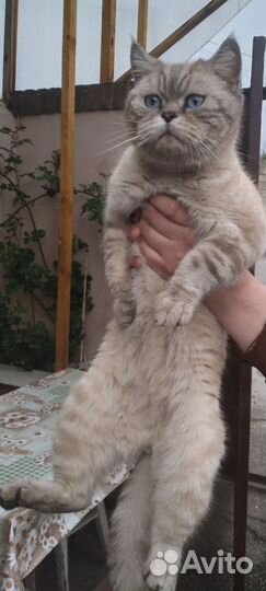 Найдена кошка