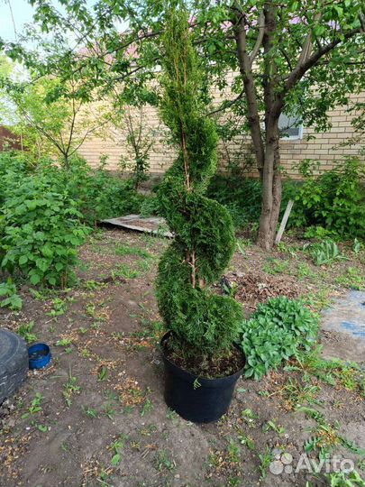 Саженцы туи смарагд сформированные спиралью