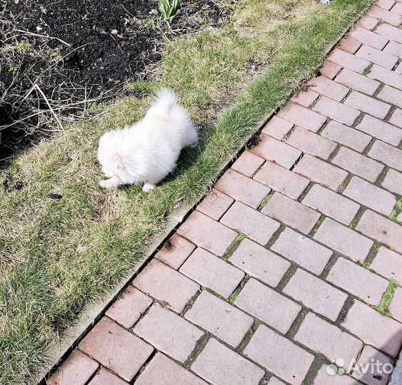 Шпиц мальчик