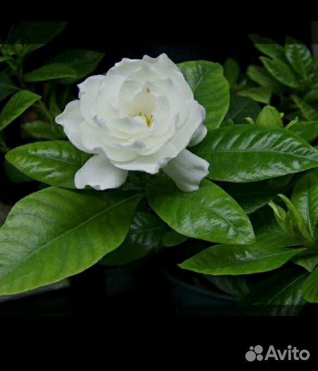 Гардения жасминовидная